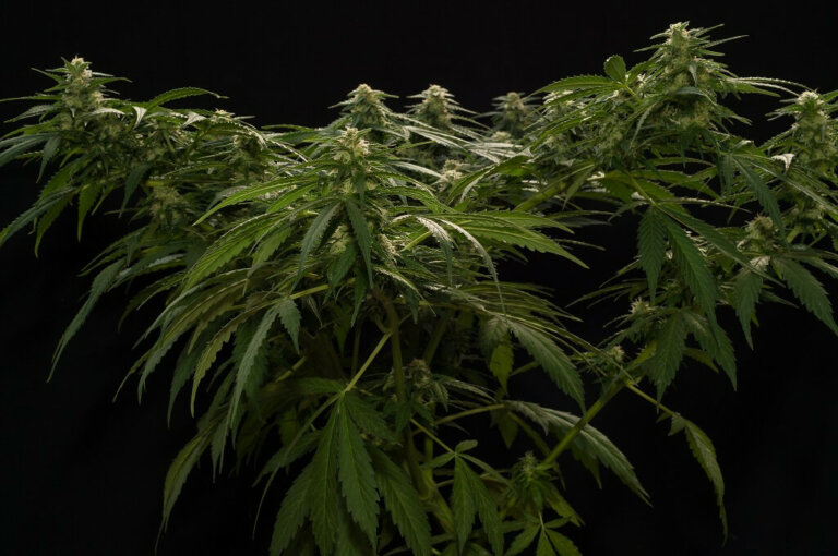 Cannabis cultivation and supercropping