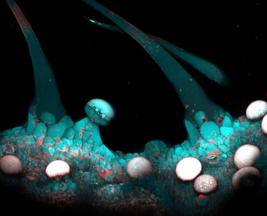 Cannabis trichomes under the electron microscope- Alchimia Grow Shop