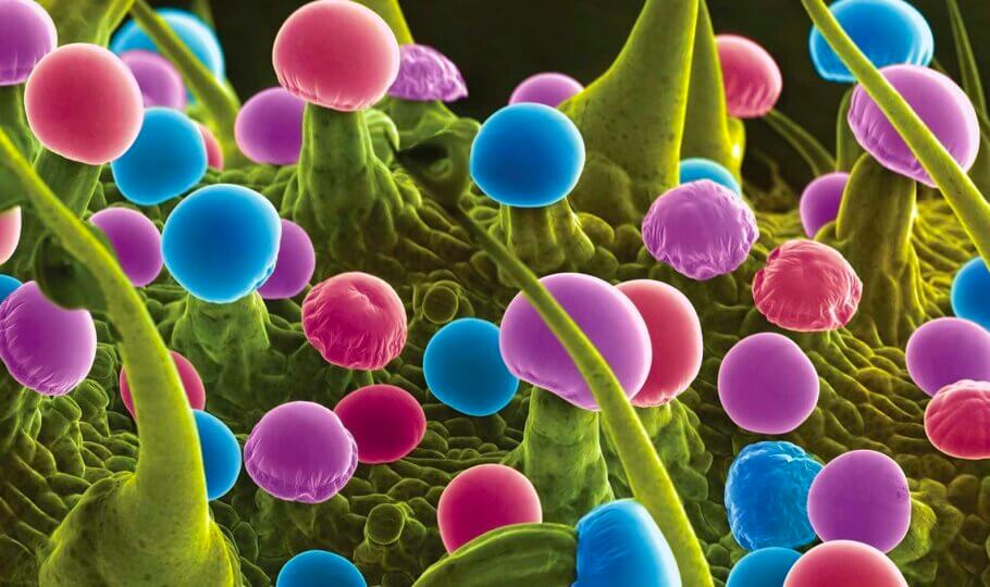 A false colour scanning electron microscope (SEM) image shows four types of trichomes on the edge of a bract leaf harvested from a large bud