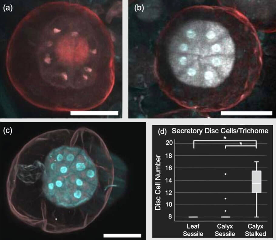 In this study image, (a) and (b) are sessile trichomes of a leaf and calyx viewed from above, with each of its eight secretory cells visible. Below (c) a secretory disc of stalked (penduculated) trichomes is shown, while (d) indicates the difference in cell count between the two types.