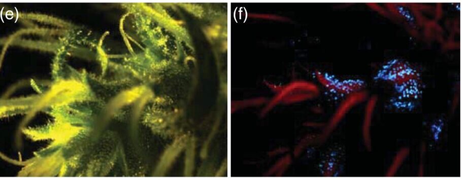 A flower cluster (e) illuminated with ultraviolet light (f) to produce blue fluorescence from stemmed glandular trichomes to aid microcapillary sampling of resin