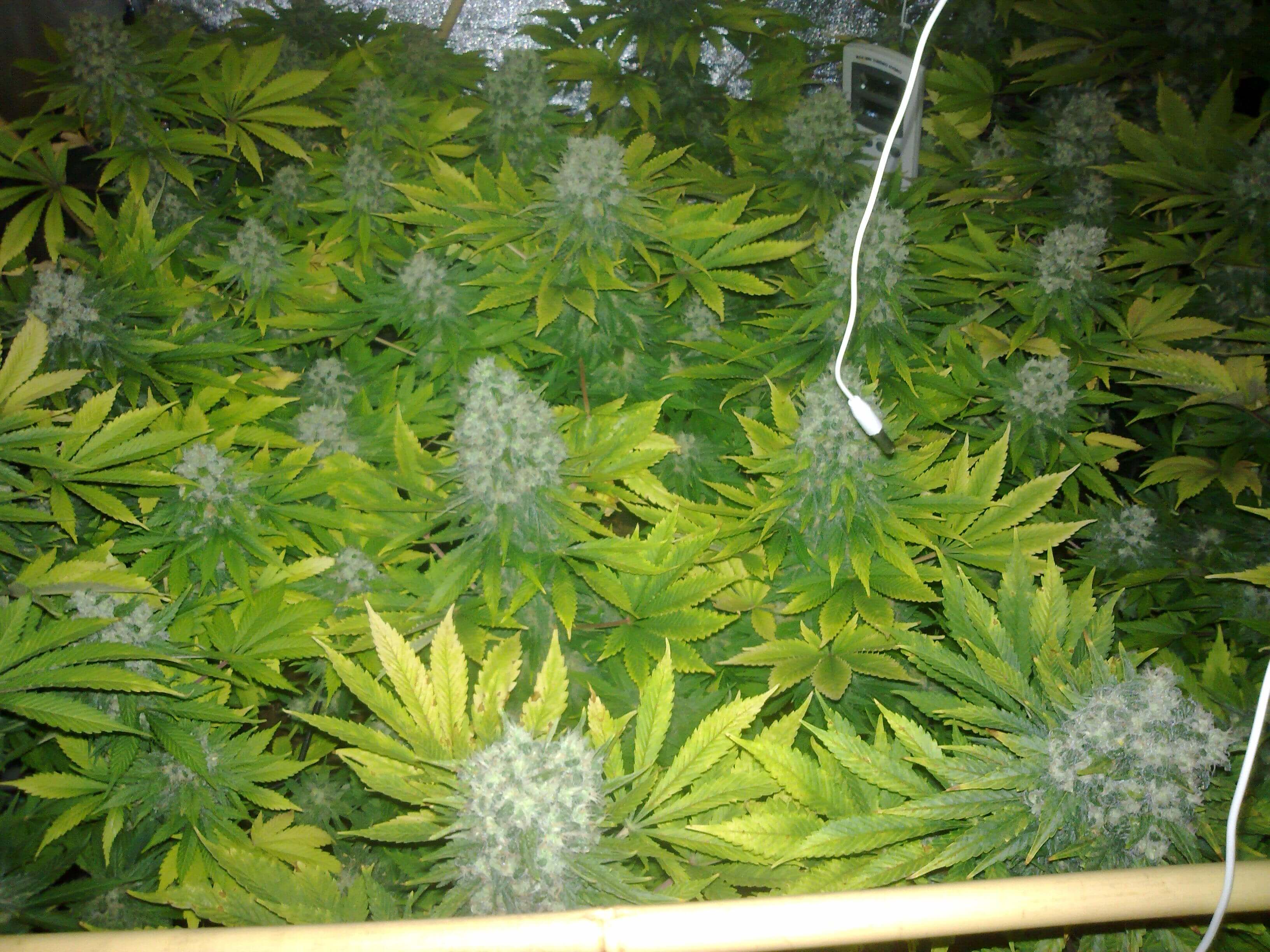 Electro conductivity and cannabis cultivation