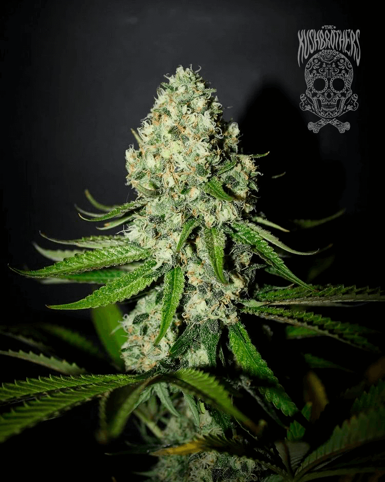 Quality and good production are two basic pillars in The Kush Brothers genetics.