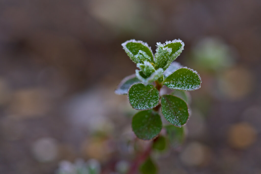 Some plants need the cold of winter to be able to flower in spring (Photo: Peter Stenzel)