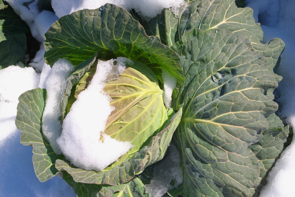 This cabbage has overwintered and will flower in spring if it isn't harvested first (Photo: Yasunari Nakamura)