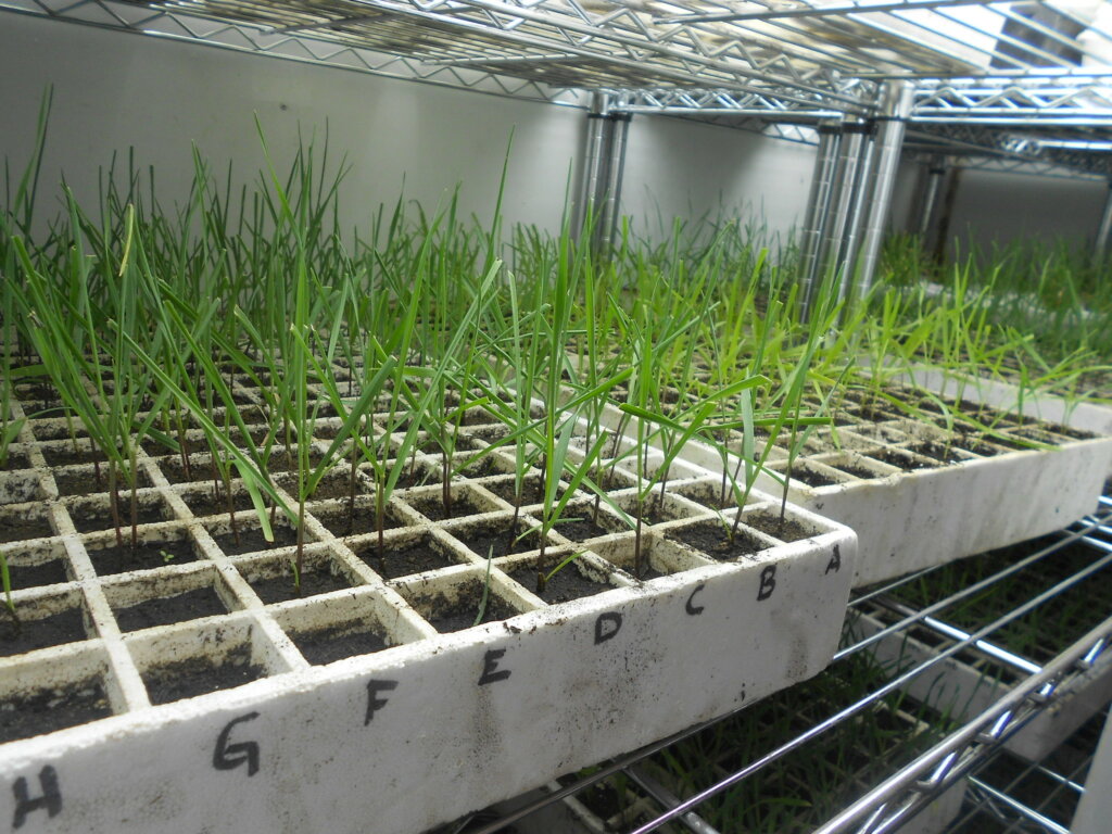 Winter-type cereal seedlings undergoing vernalisation (Photo: Credit: Bibiana Espinosa/CIMMYT)