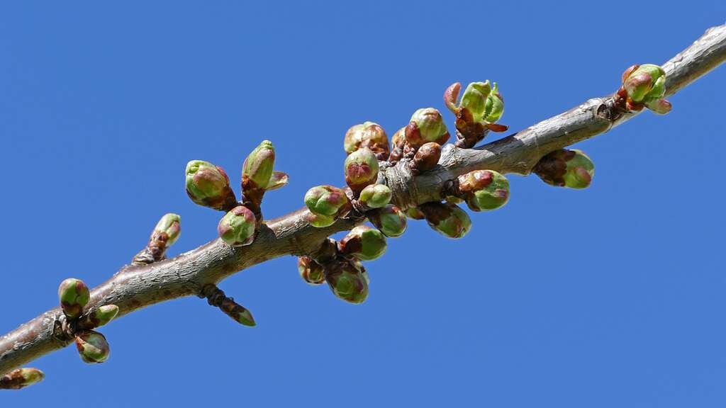 The buds of many trees cannot open without a long period of cold in winter 