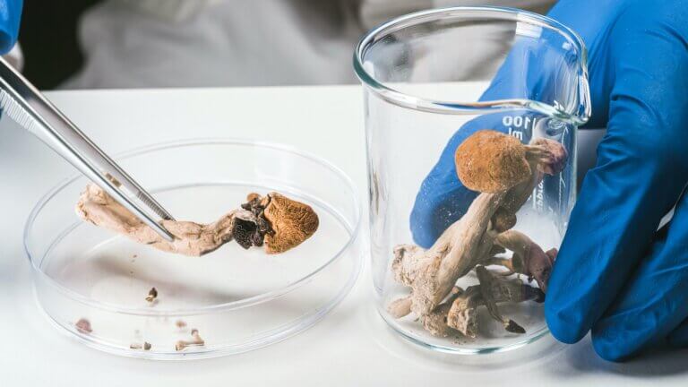 Effects of magic mushrooms (medicinal and recreational)