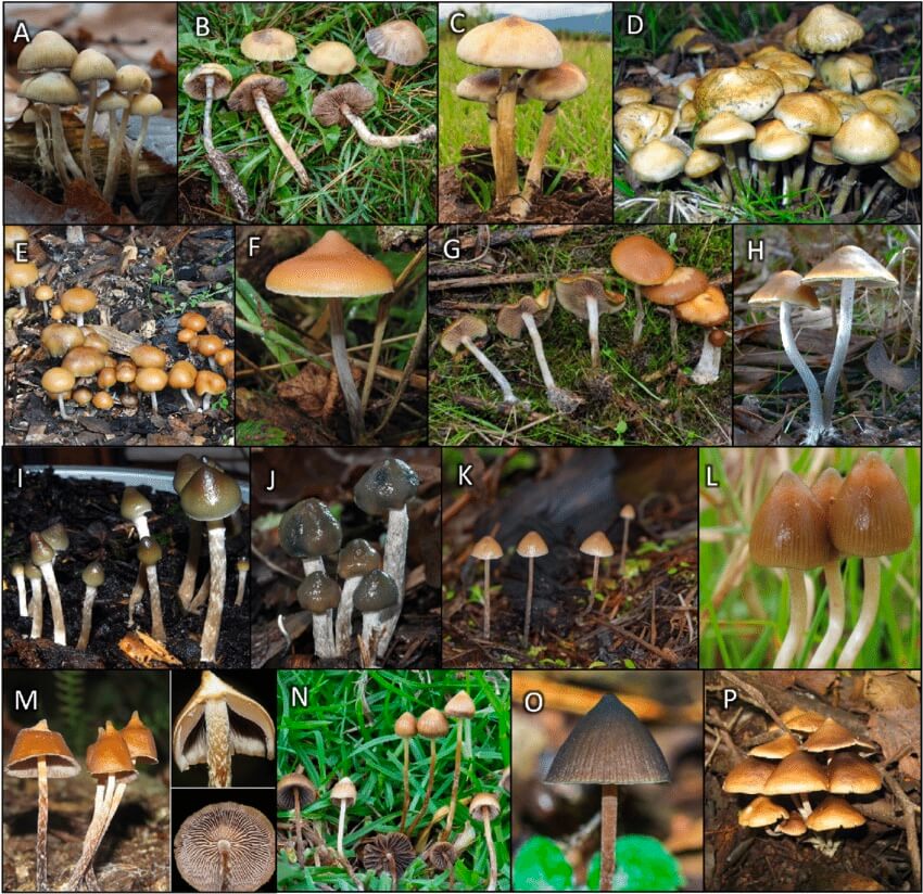 Some varieties showing the diversity of the Psilocybe species: (A) Psilocybe serbica; (B) P. mescalenroensis; (C) P. cubensis; (D) P. ovoideocystidiata; (E) P. allenii; (F) P. azurescens; (G) P. cyanescens; (H) P.subaeruginosa; (I) P. anglespora; (J) P. baeocystis; (K) P. pelliculosa; (L) P. semilanceata; (M) P. hoogshagenii; (N) P. mexicana; (O) P. neoxalapensis; (P) P. zapotecorum Some varieties showing the diversity of the Psilocybe species: (A) Psilocybe serbica; (B) P. mescalenroensis; (C) P. cubensis; (D) P. ovoideocystidiata; (E) P. allenii; (F) P. azurescens; (G) P. cyanescens; (H) P.subaeruginosa; (I) P. anglespora; (J) P. baeocystis; (K) P. pelliculosa; (L) P. semilanceata; (M) P. hoogshagenii; (N) P. mexicana; (O) P. neoxalapensis; (P) P. zapotecorum