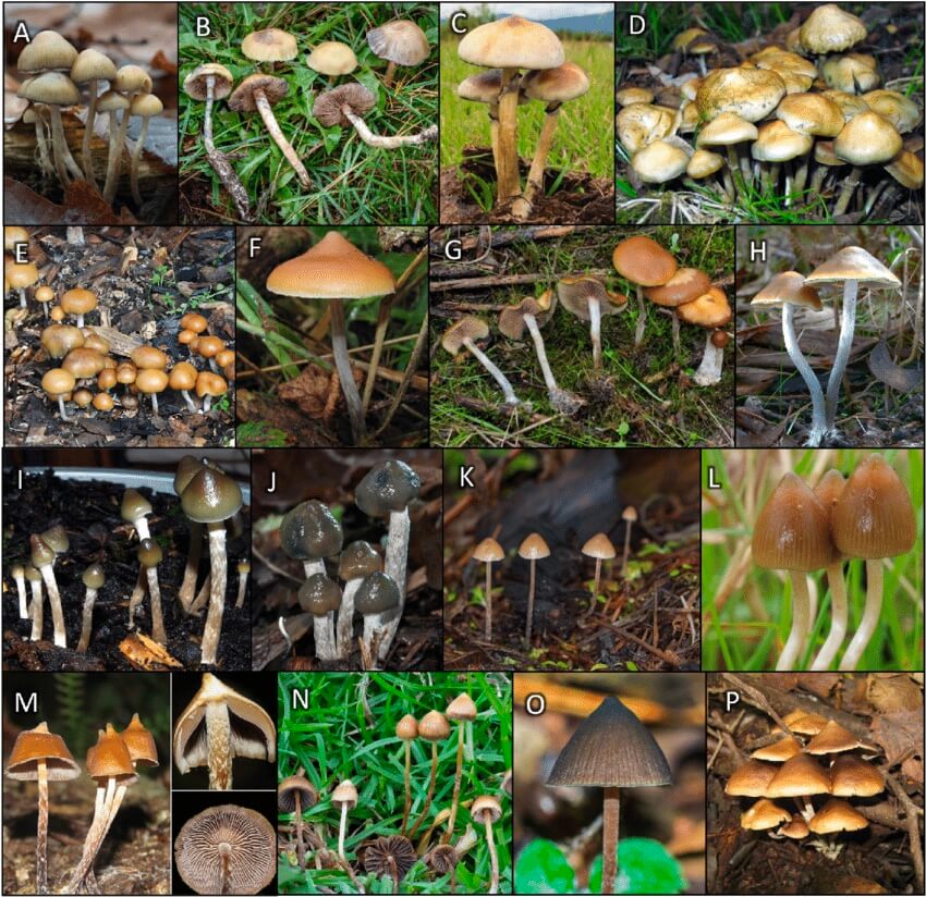 Some varieties showing the diversity of the Psilocybe species: (A) Psilocybe serbica; (B) P. mescalenroensis; (C) P. cubensis; (D) P. ovoideocystidiata; (E) P. allenii; (F) P. azurescens; (G) P. cyanescens; (H) P.subaeruginosa; (I) P. anglespora; (J) P. baeocystis; (K) P. pelliculosa; (L) P. semilanceata; (M) P. hoogshagenii; (N) P. mexicana; (O) P. neoxalapensis; (P) P. zapotecorum