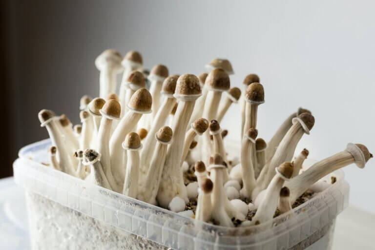 Things to know before trying magic mushrooms for the first time