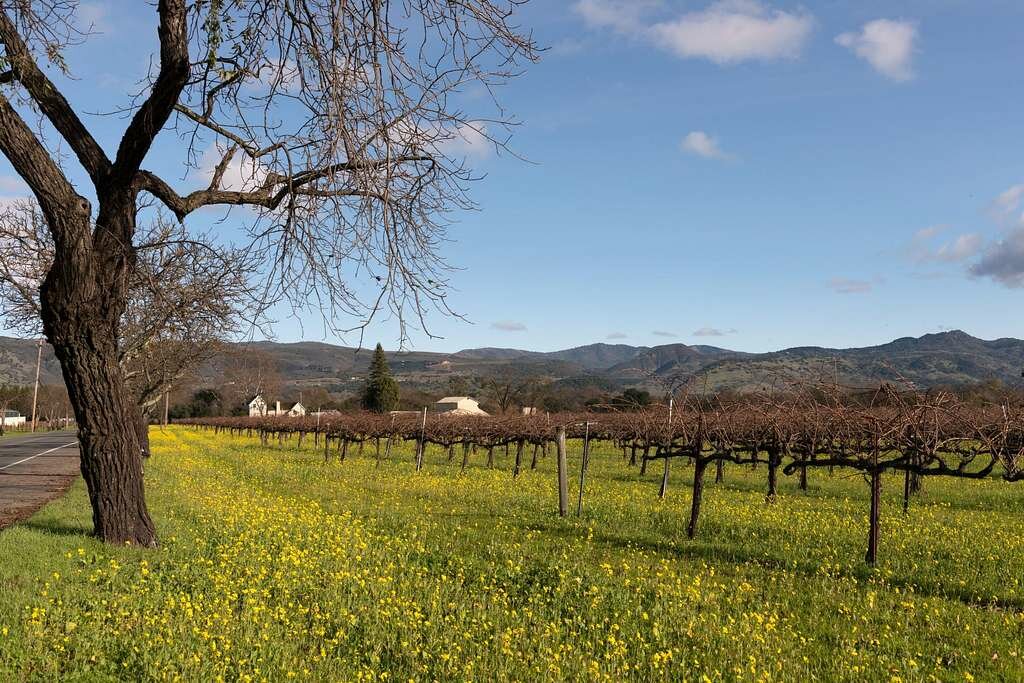 Wild mustard plants flowering in early spring while the trees are still bare (Photo: Carol M. Highsmith)