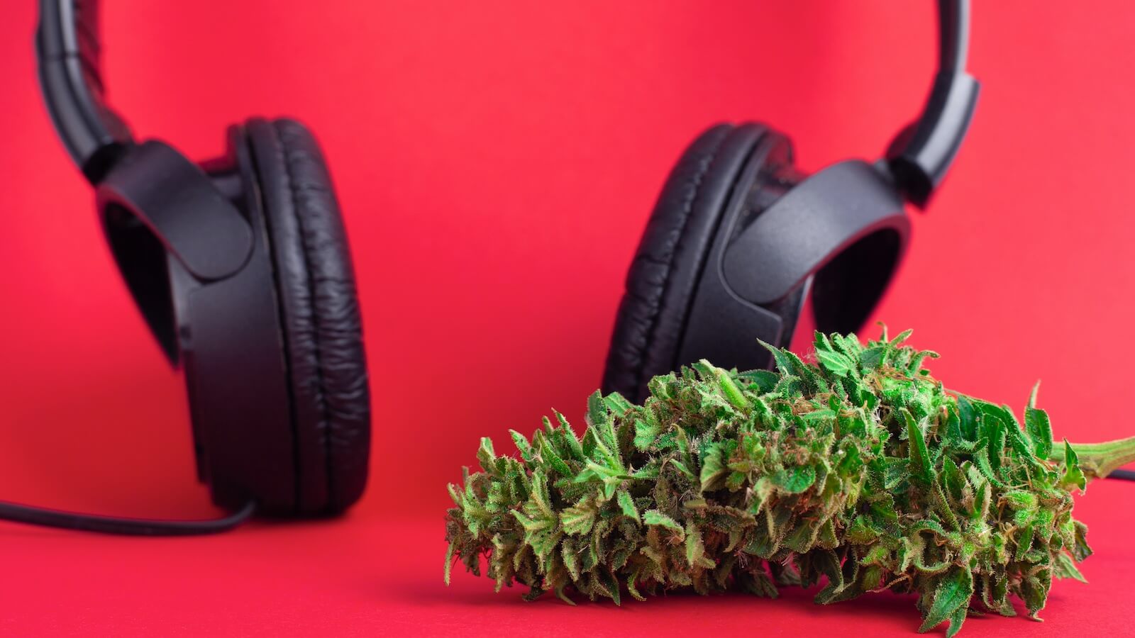 Should you play music to your cannabis plants?
