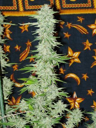 White Widow usually forms spectacular bud tails