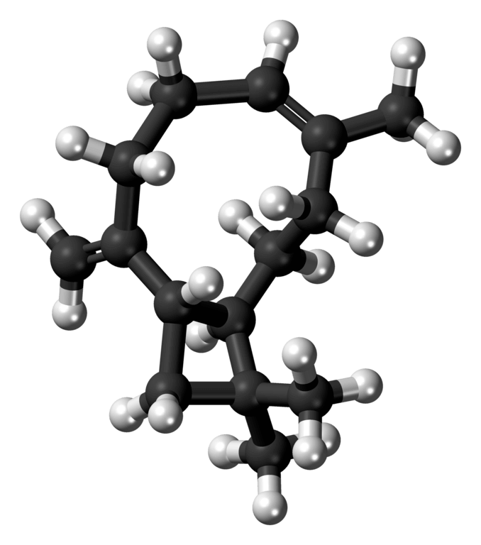 Caryophyllene molecule