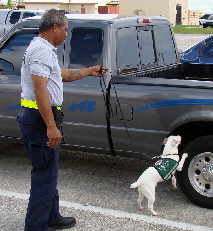 Drug-sniffing dogs are trained to identify the scent of caryophyllene oxide (Image: USDA)