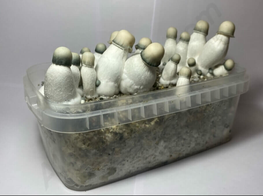 Yeti is one of the magic mushroom varieties with the most psilocybin per gram on the market