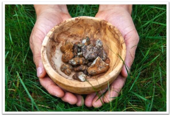 Differences between magic truffles and hallucinogenic mushrooms