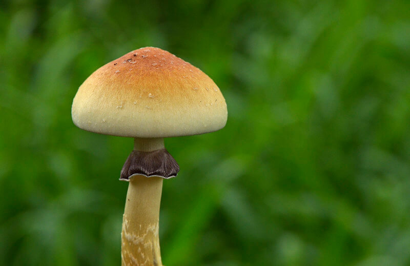 Mushrooms - also hallucinogenic - can be used in an endless number of cooking recipes