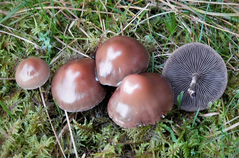Psilocybe Turficola (also called P. Fuscofulva) are the only known species of psilocybe that does not produce psilocybin or psilocin (Image: gailhampshire)