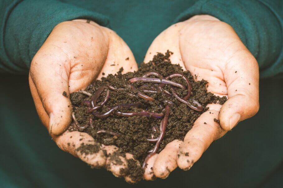 Red worms are an excellent ally for any grower (Image: Sippakorn Yamkasikorn)