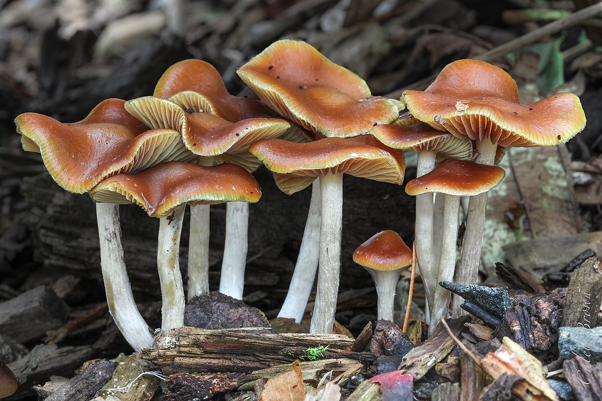 These Psilocybe cyanencens, also known as "wavy caps", are rich in psilocybin, psilocin and also baeocystin