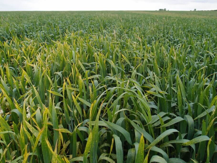 Septoria can cause serious damage to large areas of cultivation
