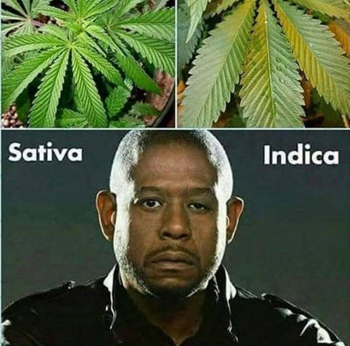 The different types of weed produce different effects... XD