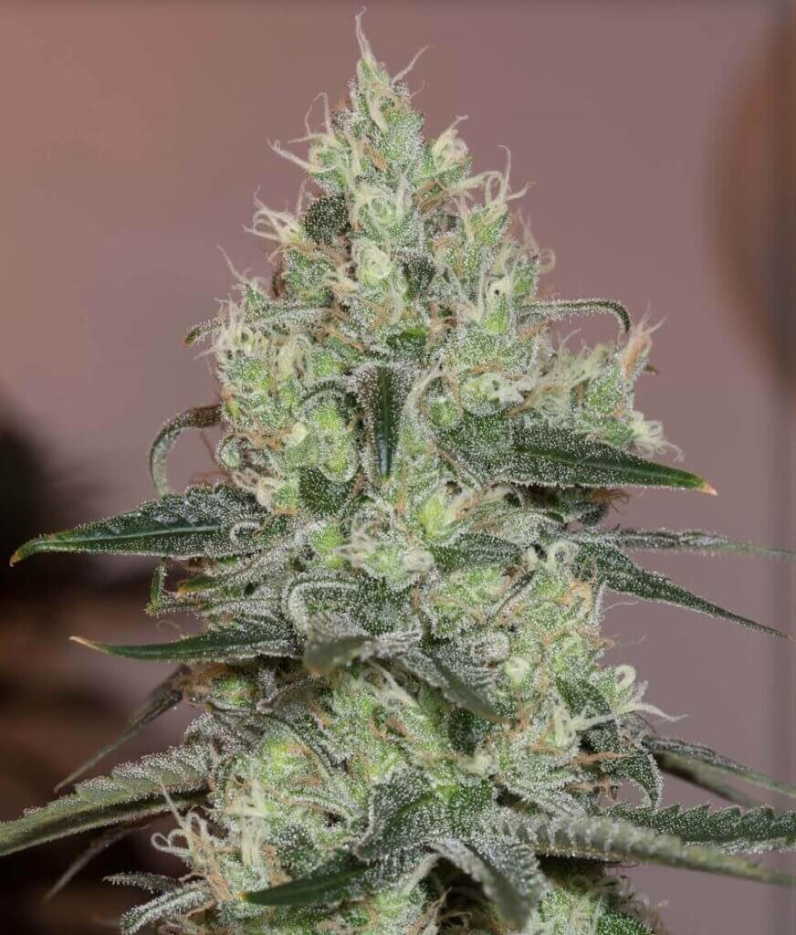 Original Amnesia by Silent Seeds