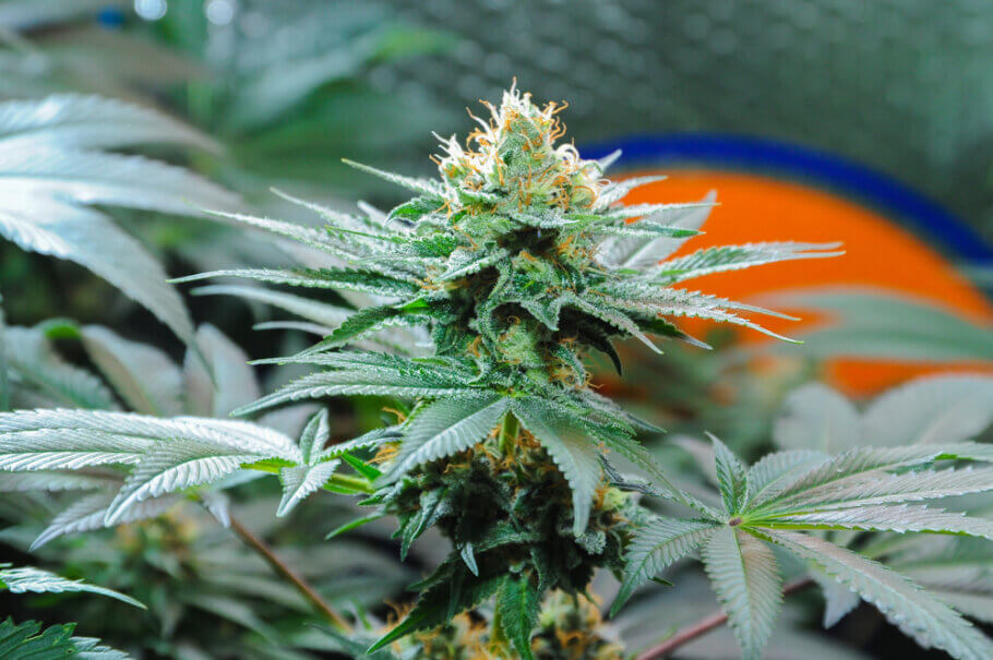 Amnesia Haze, a strain that changed the cannabis scene