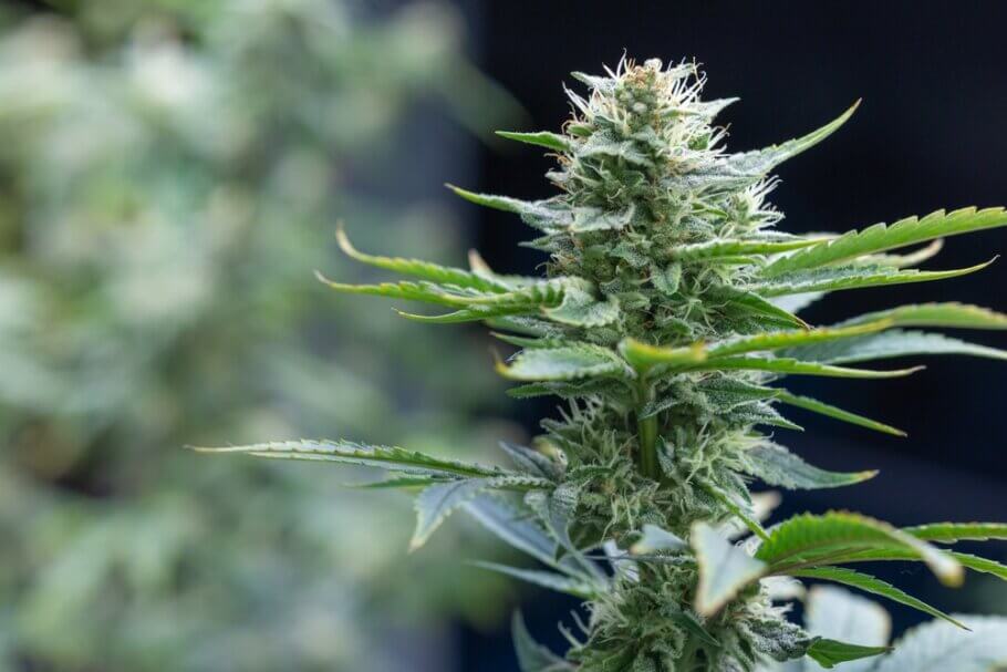Today you can find several lines of Amnesia Haze, all of them with a quality beyond any doubt.