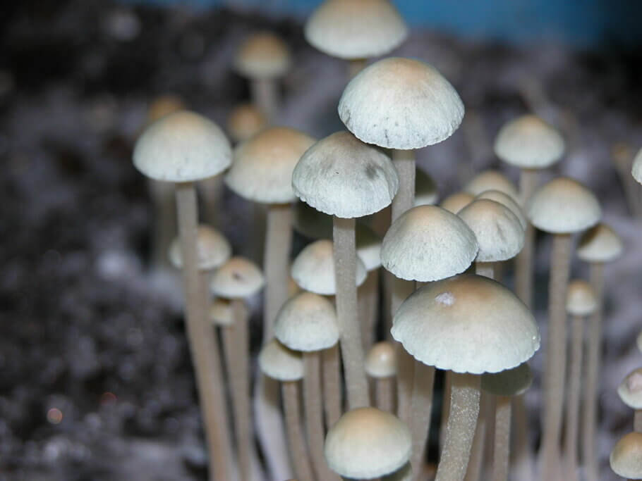 Magic mushroom growing: Instructions for Growkits