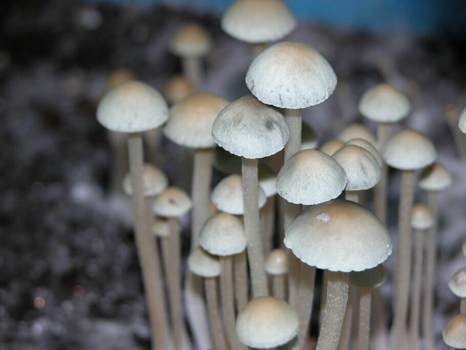 magic-mushroom-growkits