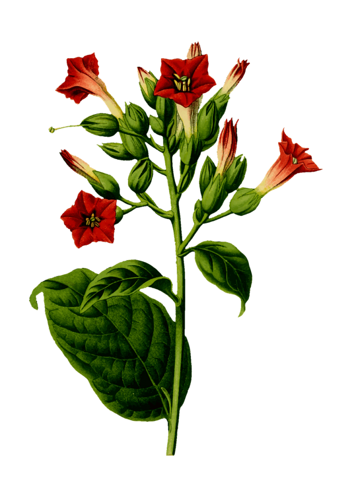 The tobacco plant develops large leaves and, once mature, inflorescences in the apical zone