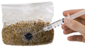 Inoculate the grain with the entire content of the syringe and cover the port with the sticker