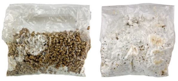The mycelium will colonize the grain bag until it is completely covered.