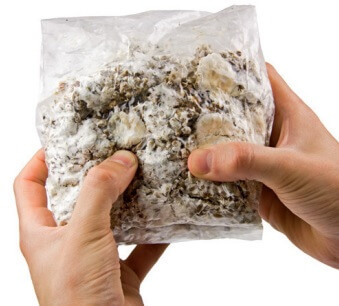 Every few days, try to break the mycelium and mix the contents of the bag well