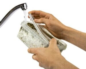 Once the mycelium has colonized the substrate, hydrate it well