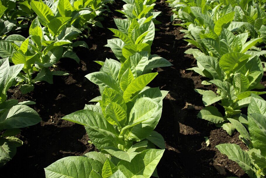 Tobacco likes a warm climate and good sun exposure, as well as slightly acidic substrates with good drainage (Image: fetcaldu)