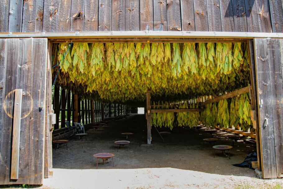 Thousands of tobacco plants hang to dry in large spaces covered in direct light (Image: Rusty Watson)