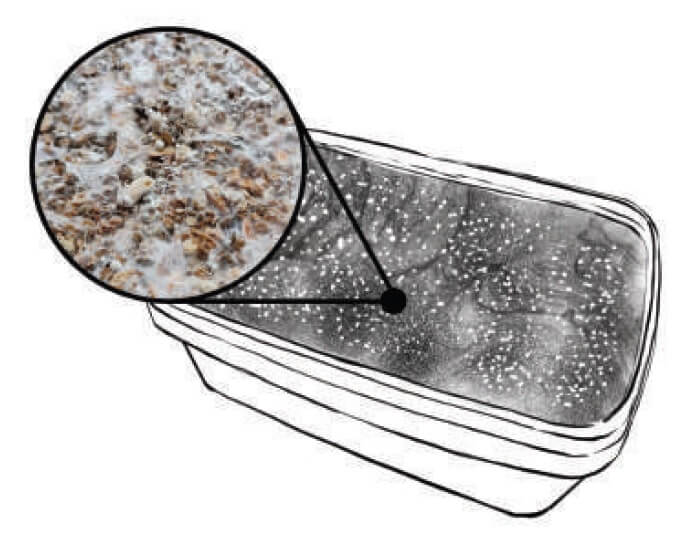 When you start to see the substrate colonized and full of primordia, it will be time to start fruiting inside the bag