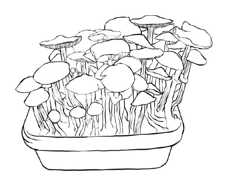 If all went well, by now you'll have a good handful of mushrooms to harvest!