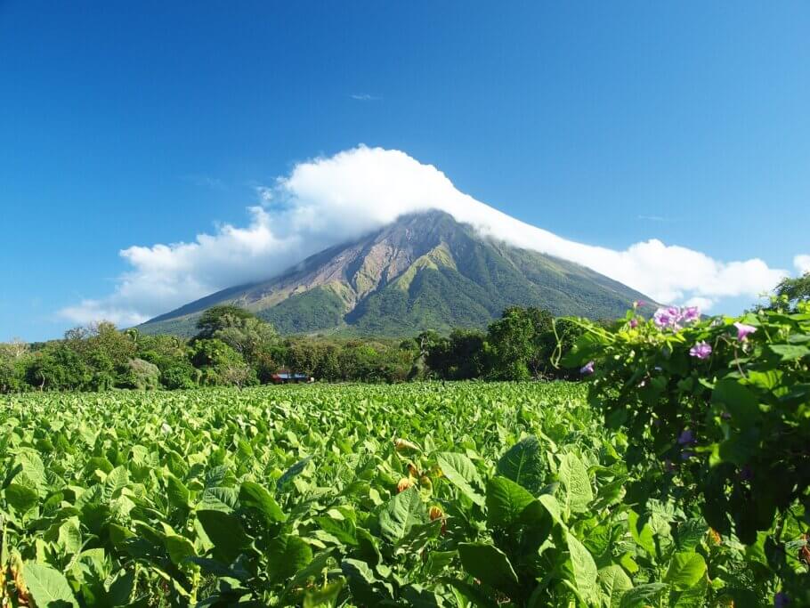 These tobacco plants thrive at the foot of a volcano in Nicaragua (Image: Praesentator)