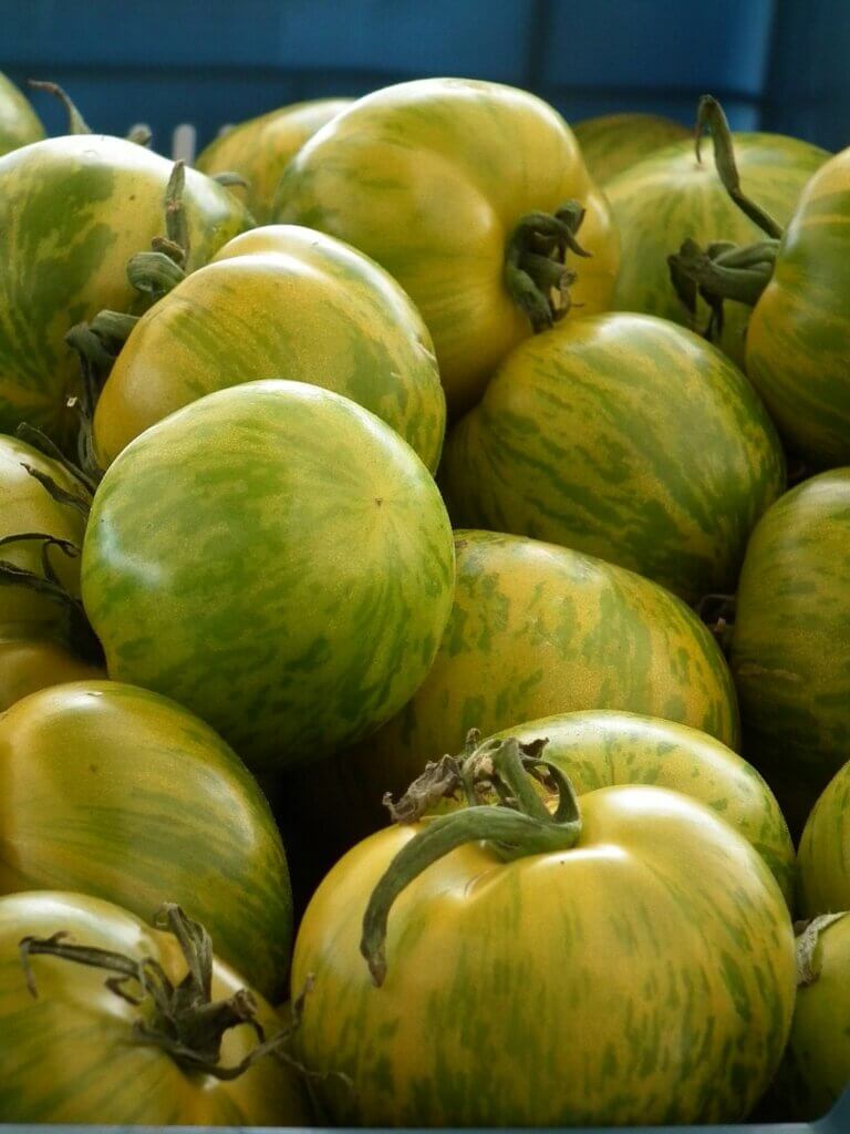 Green Zebra tomatoes have a very particular pattern of spots and colors