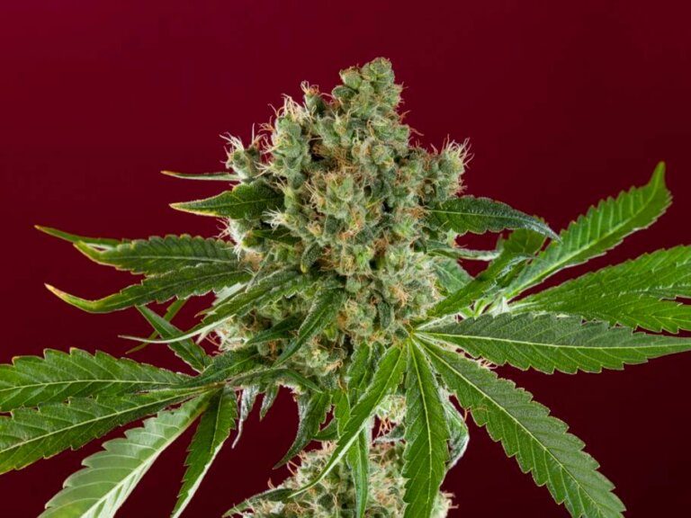 Learn to grow cannabis in 10 minutes