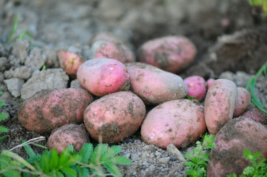 Raising potatoes is another great passion of Tom Wagner's, and he uses seeds to do it! (Image: Kieran Murphy)