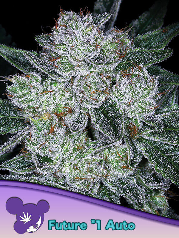 Auto Future #1 by Anesia Seeds is a THC bomb in auto-flowering format