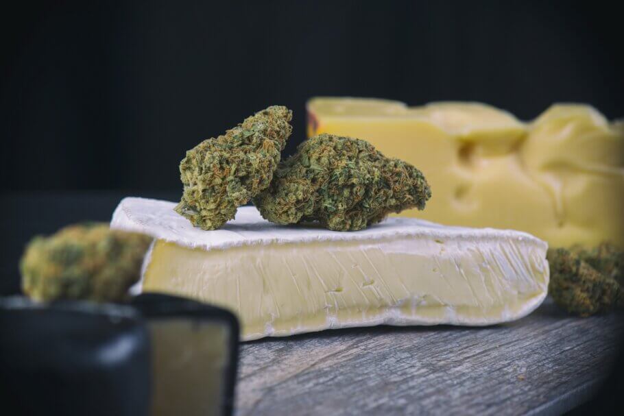 Cheese cannabis strain 