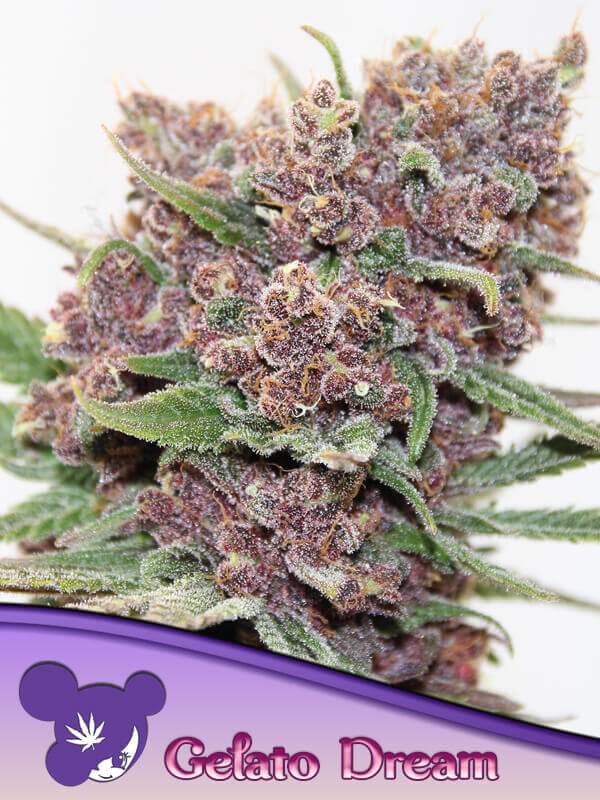 Gelato Dream by Anesia Seeds stands out for its beautiful colors during the flowering phase