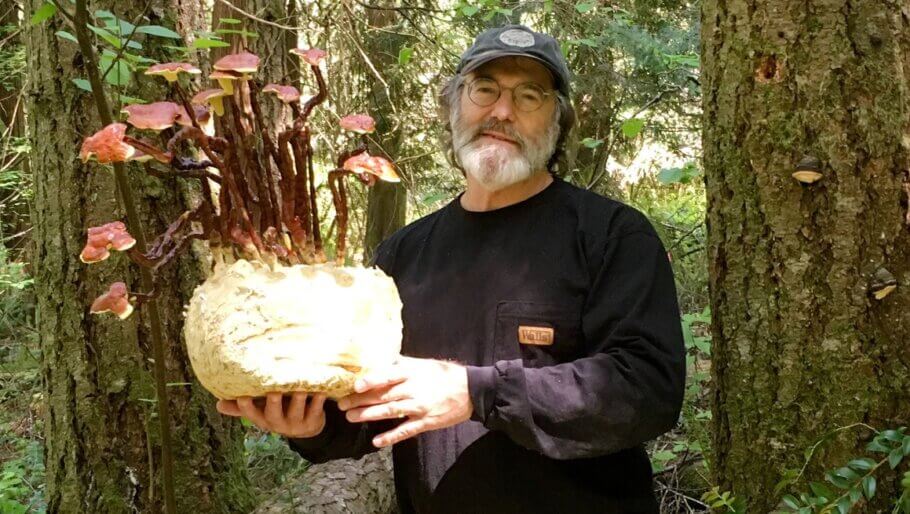 Paul Stamets' research has highlighted the need to re-understand our relationship with the fungal kingdom (Image: Fungi Perfecti)